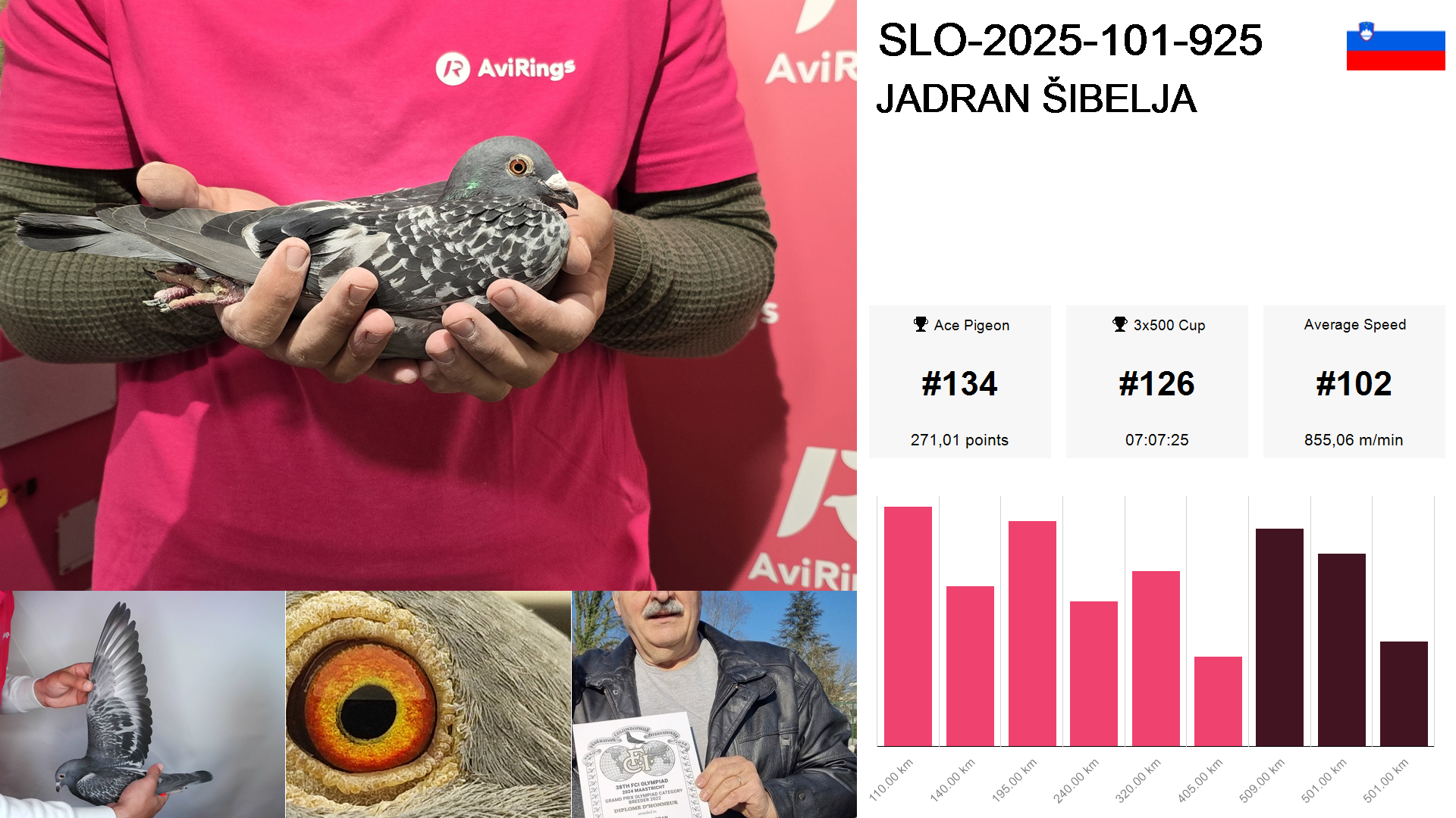 Pigeon summary image