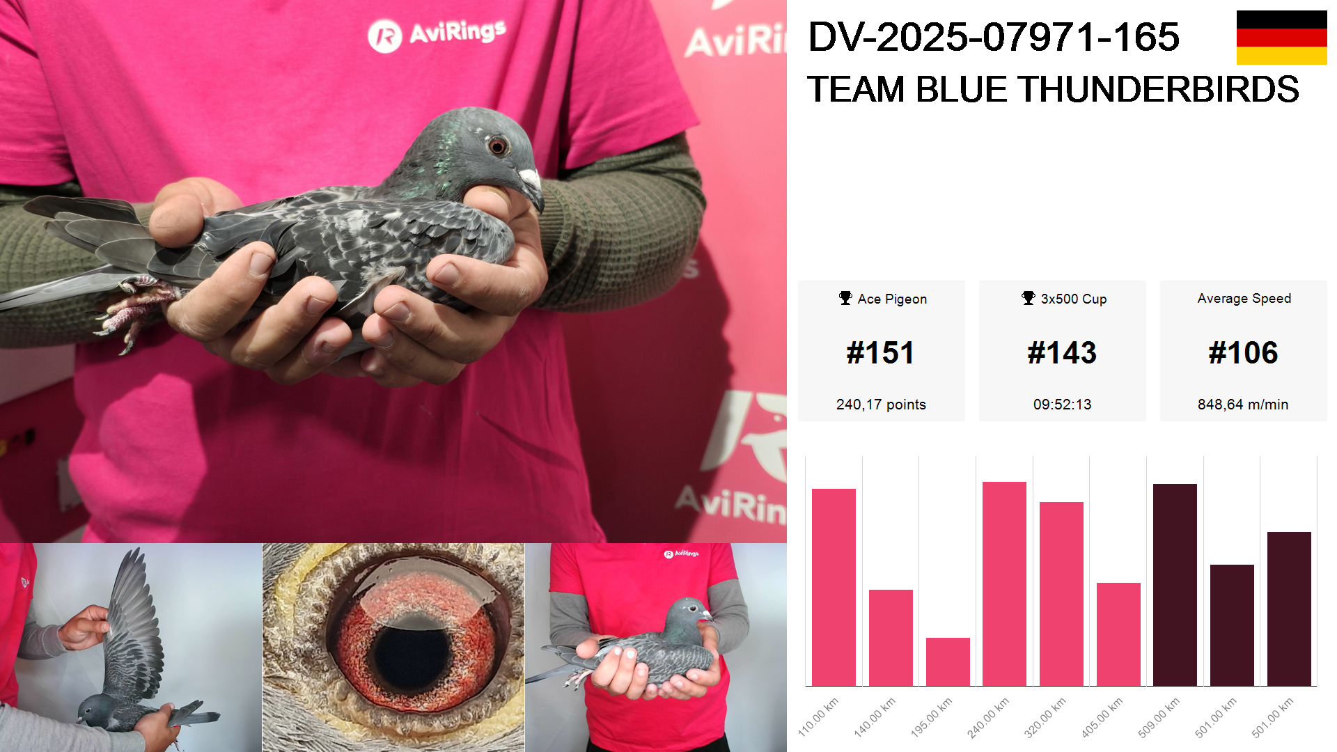 Pigeon summary image