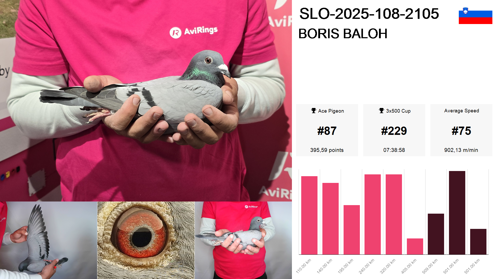 Pigeon summary image