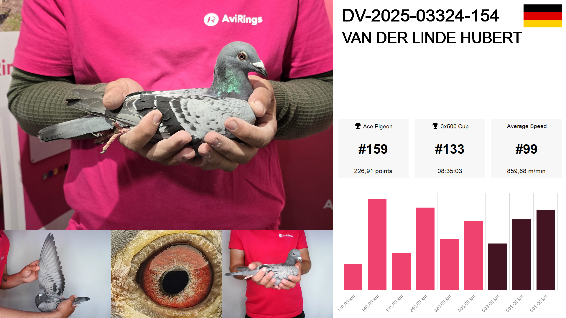 Pigeon summary image