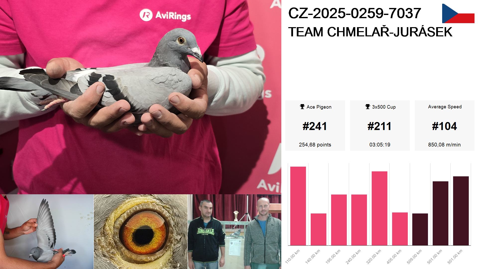 Pigeon summary image