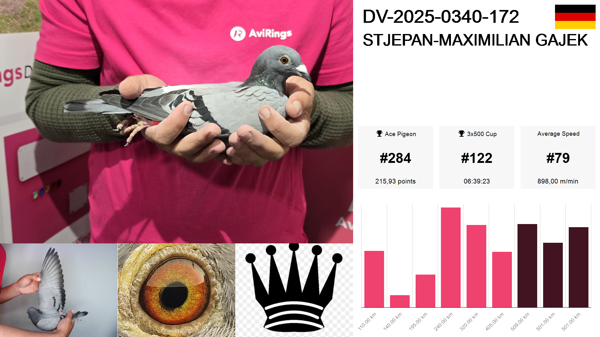 Pigeon summary image