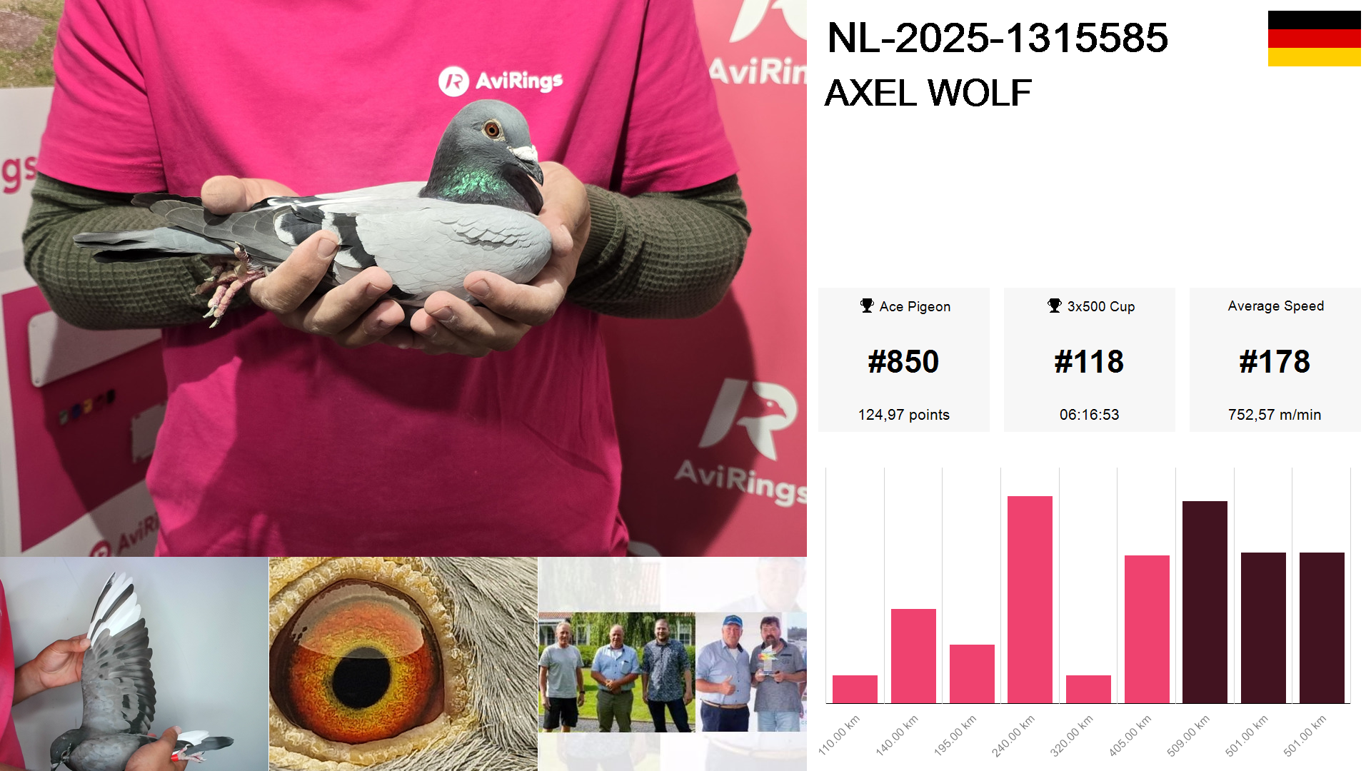 Pigeon summary image