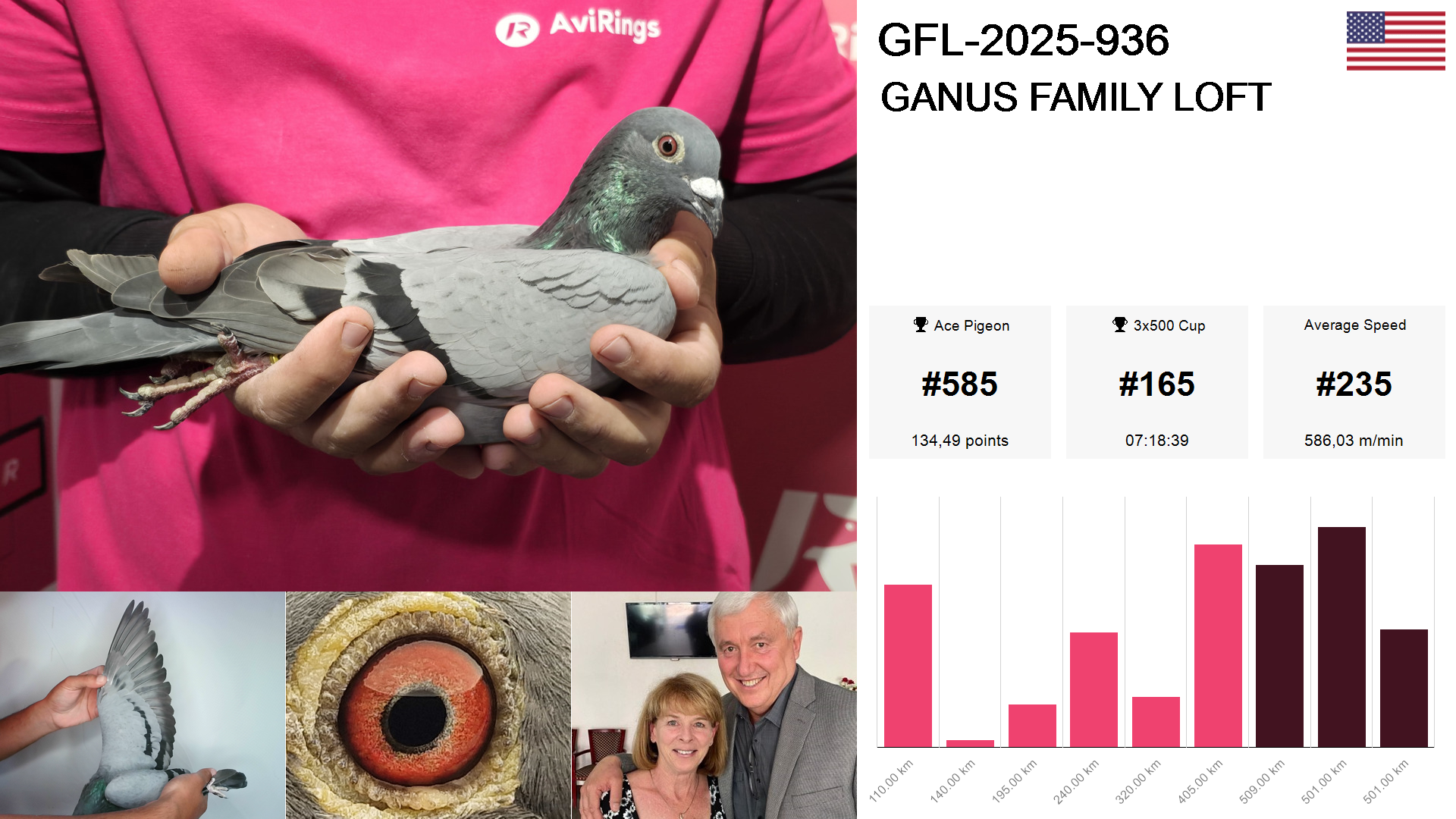 Pigeon summary image