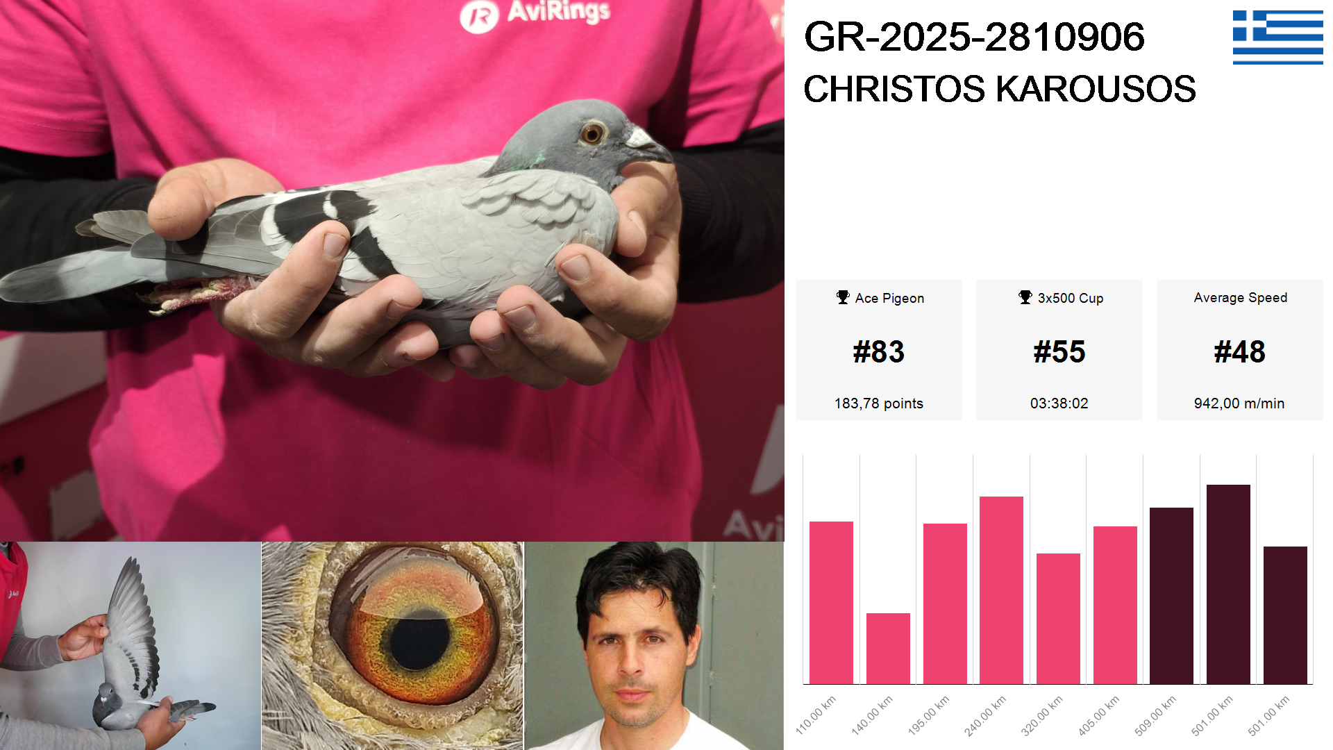 Pigeon summary image