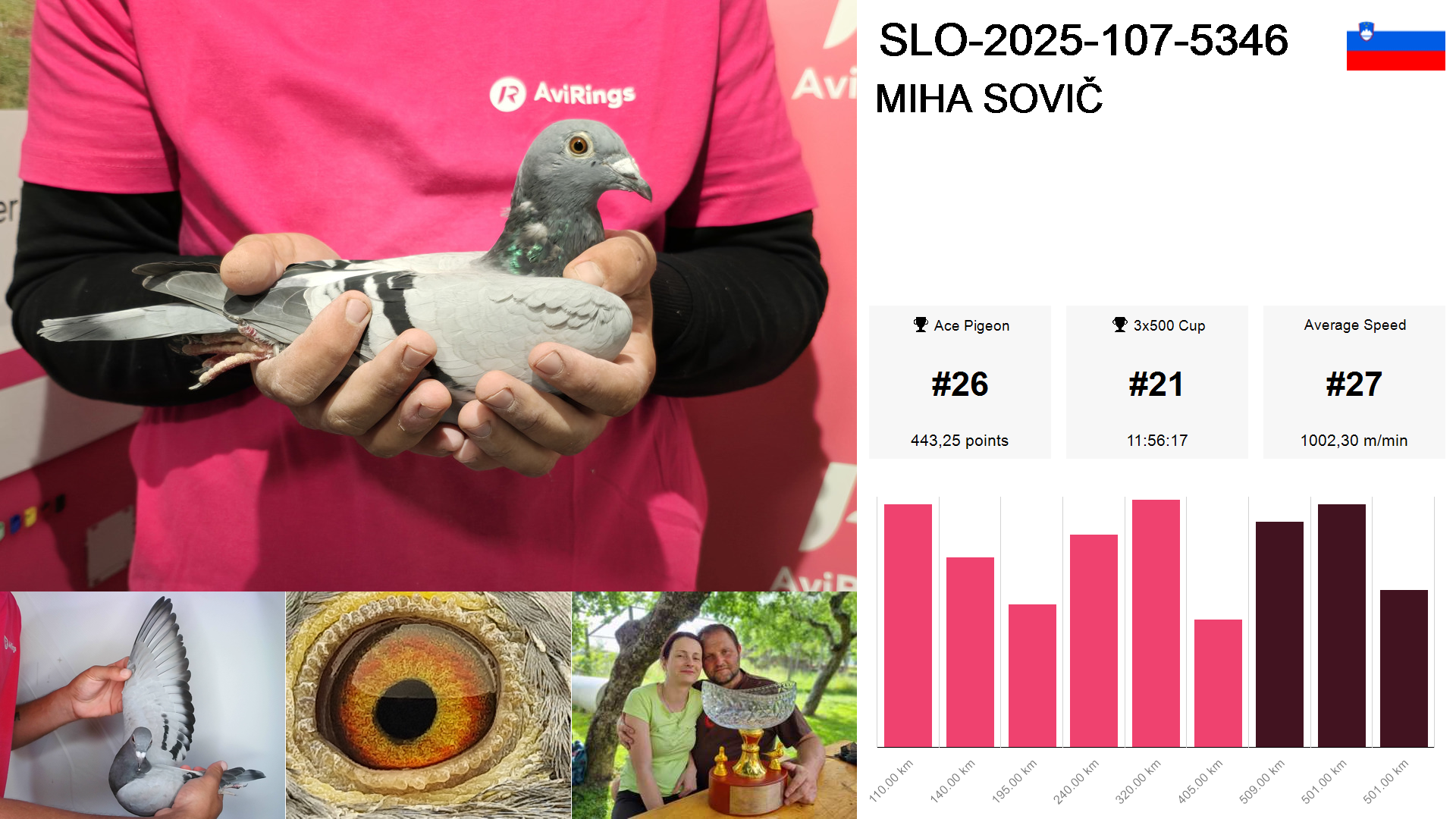 Pigeon summary image