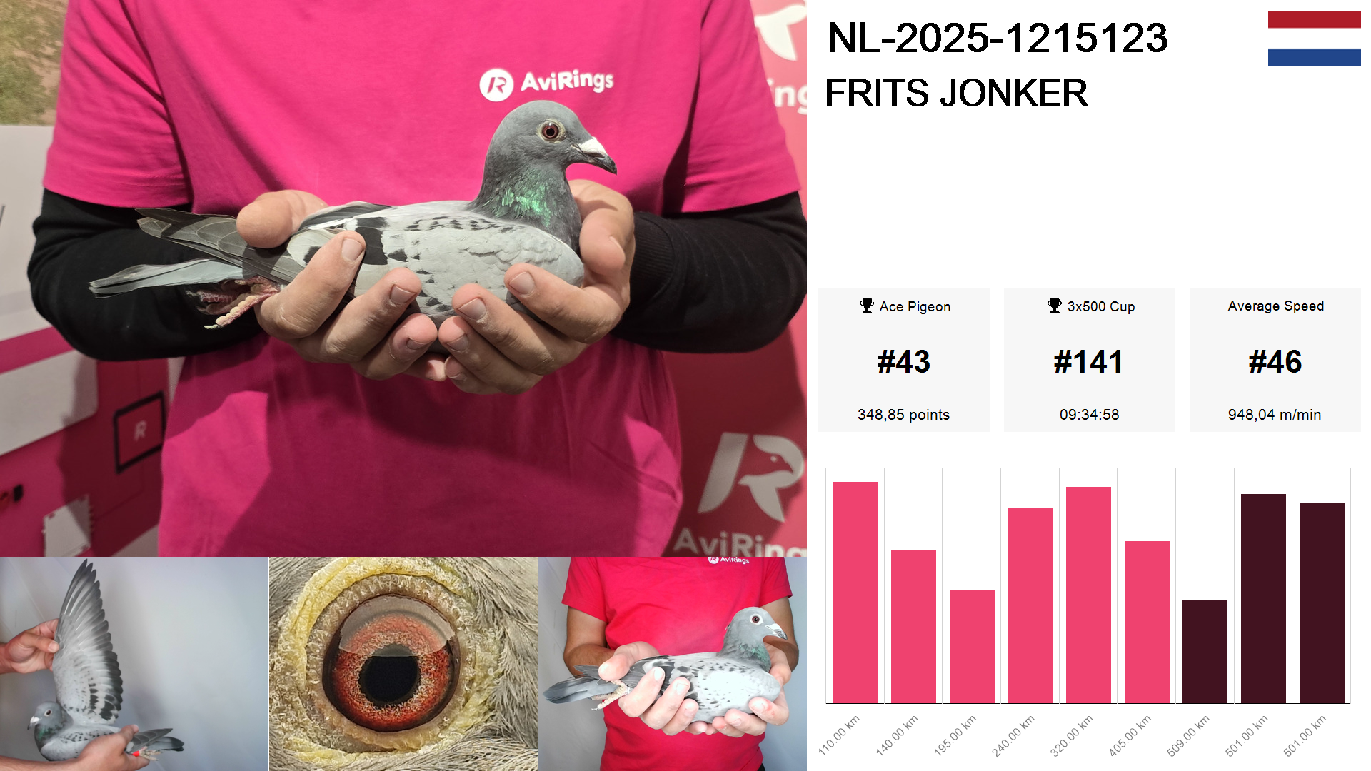 Pigeon summary image