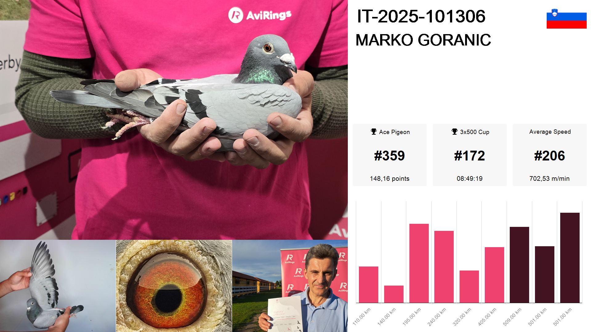 Pigeon summary image