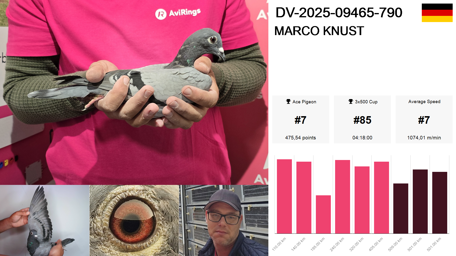 Pigeon summary image