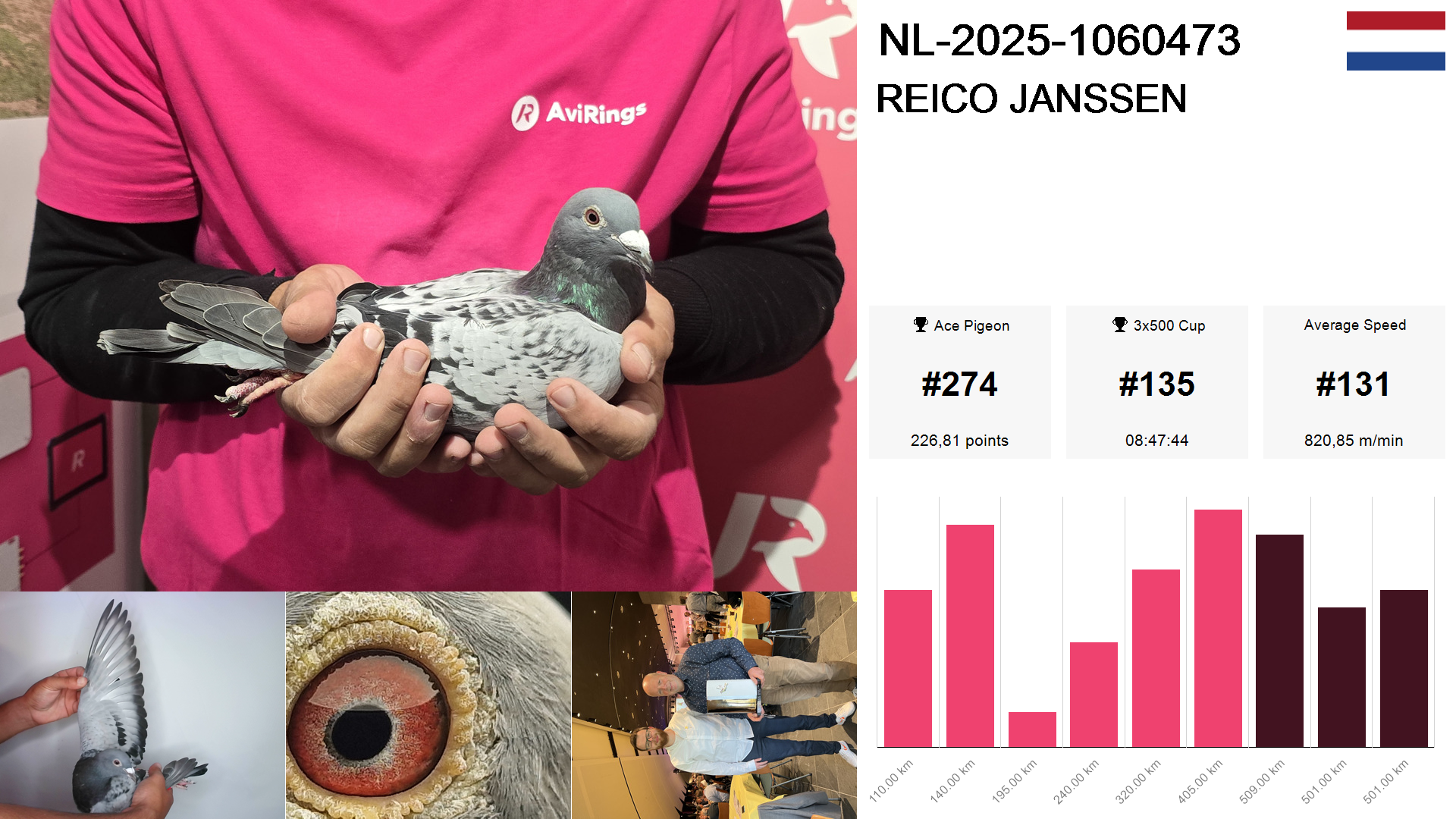 Pigeon summary image
