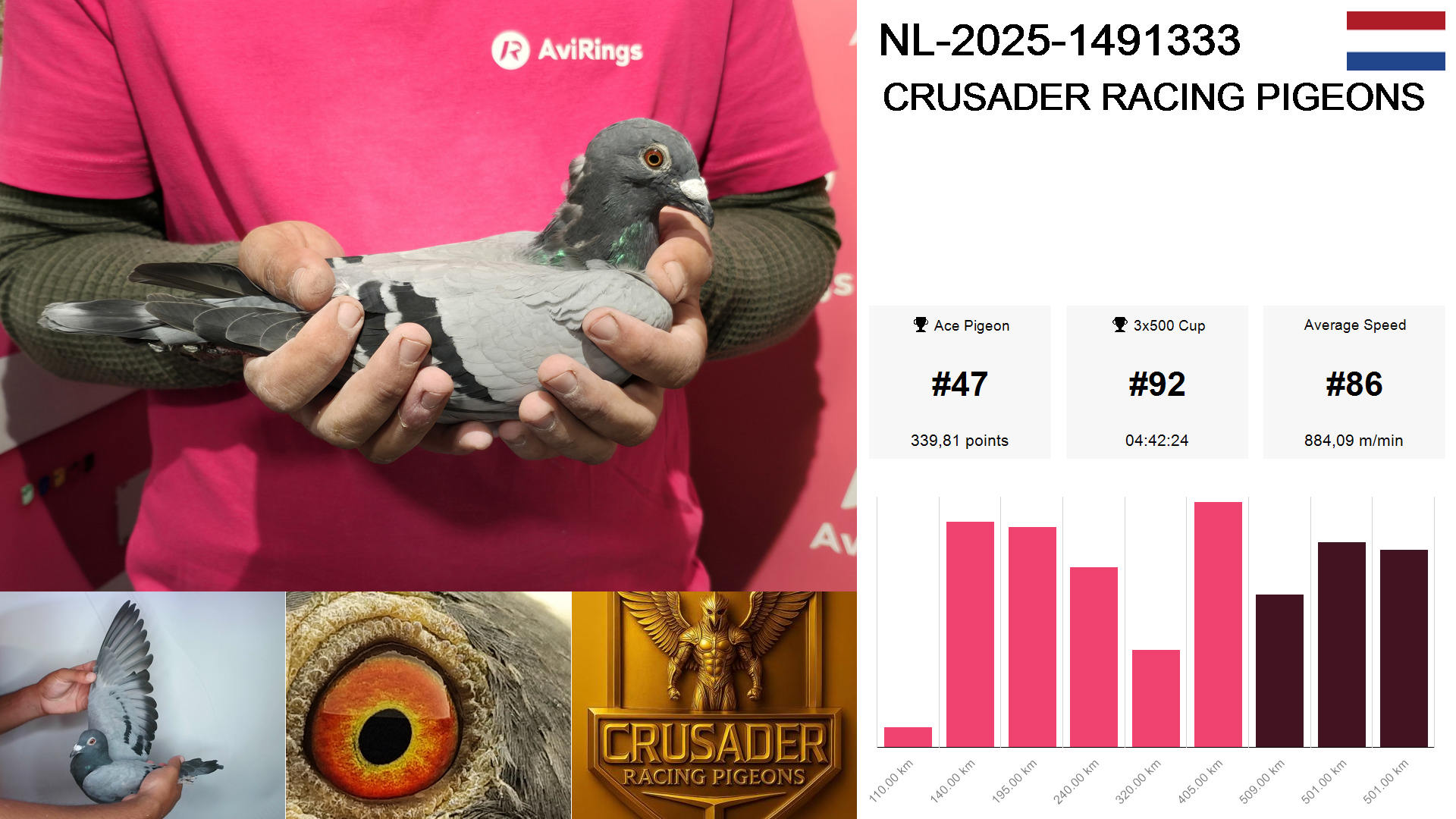 Pigeon summary image