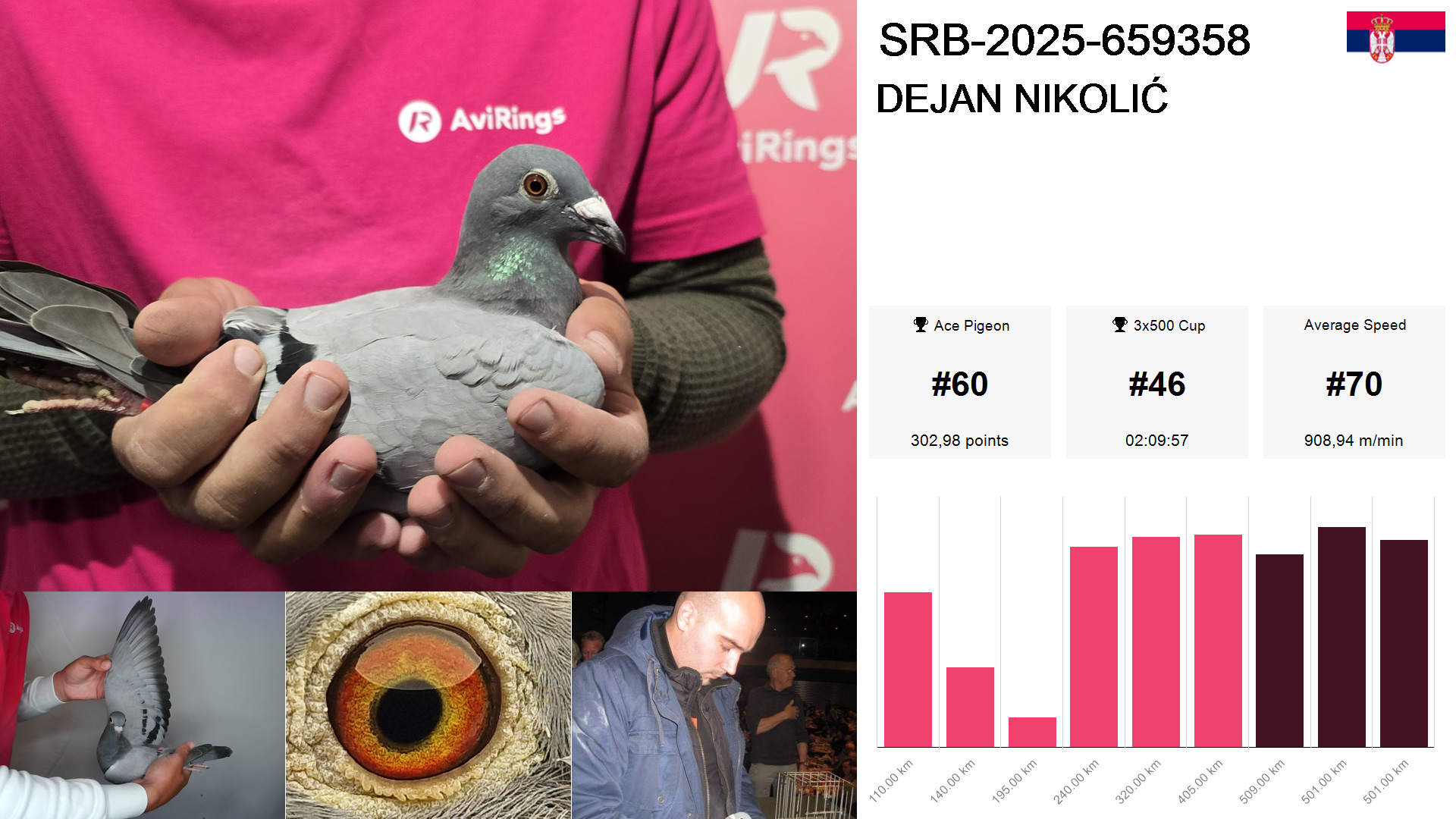 Pigeon summary image