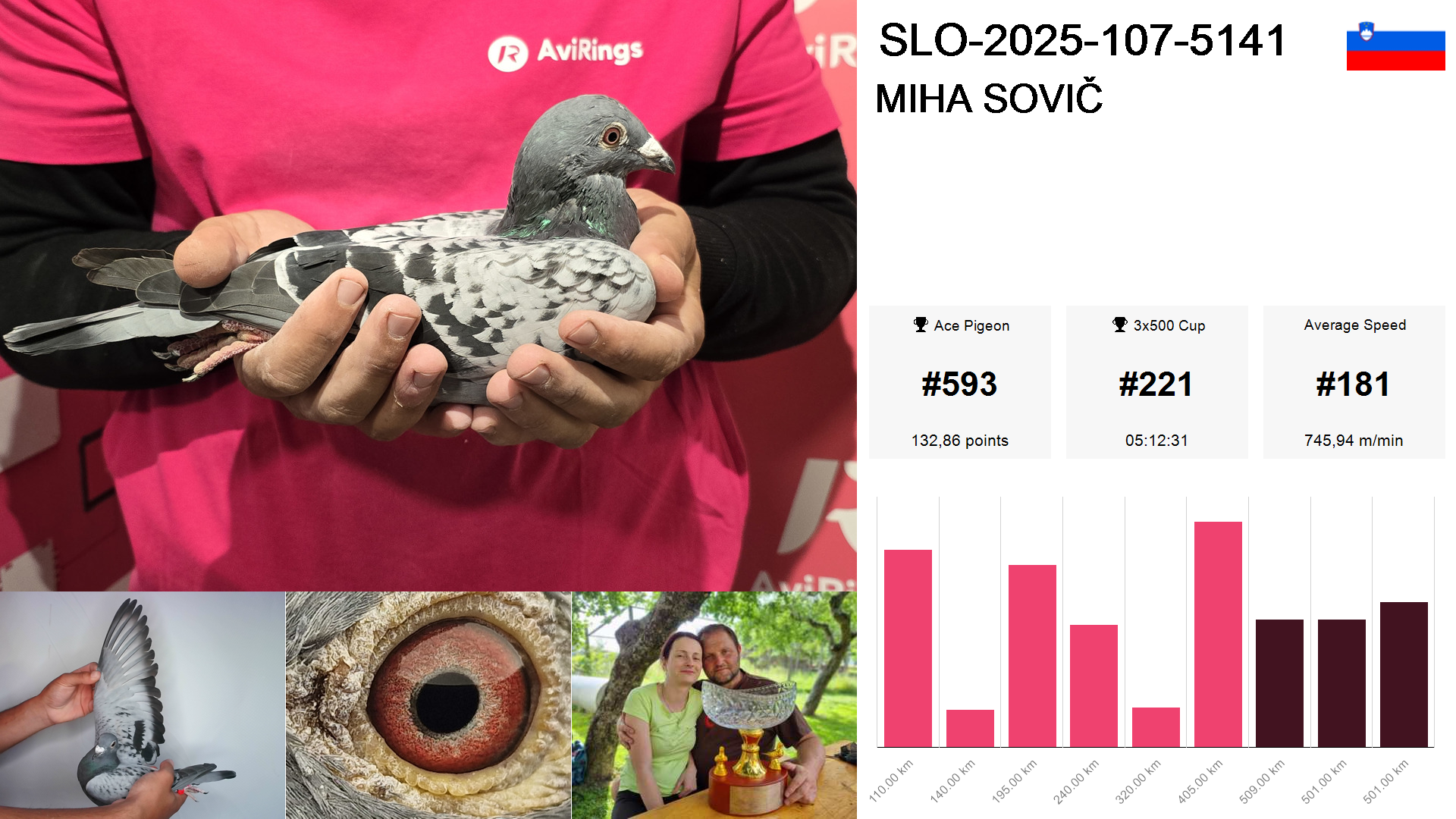 Pigeon summary image