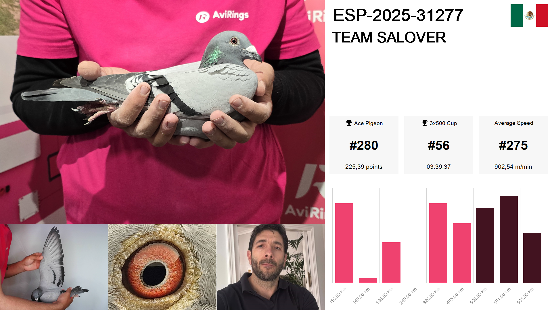 Pigeon summary image