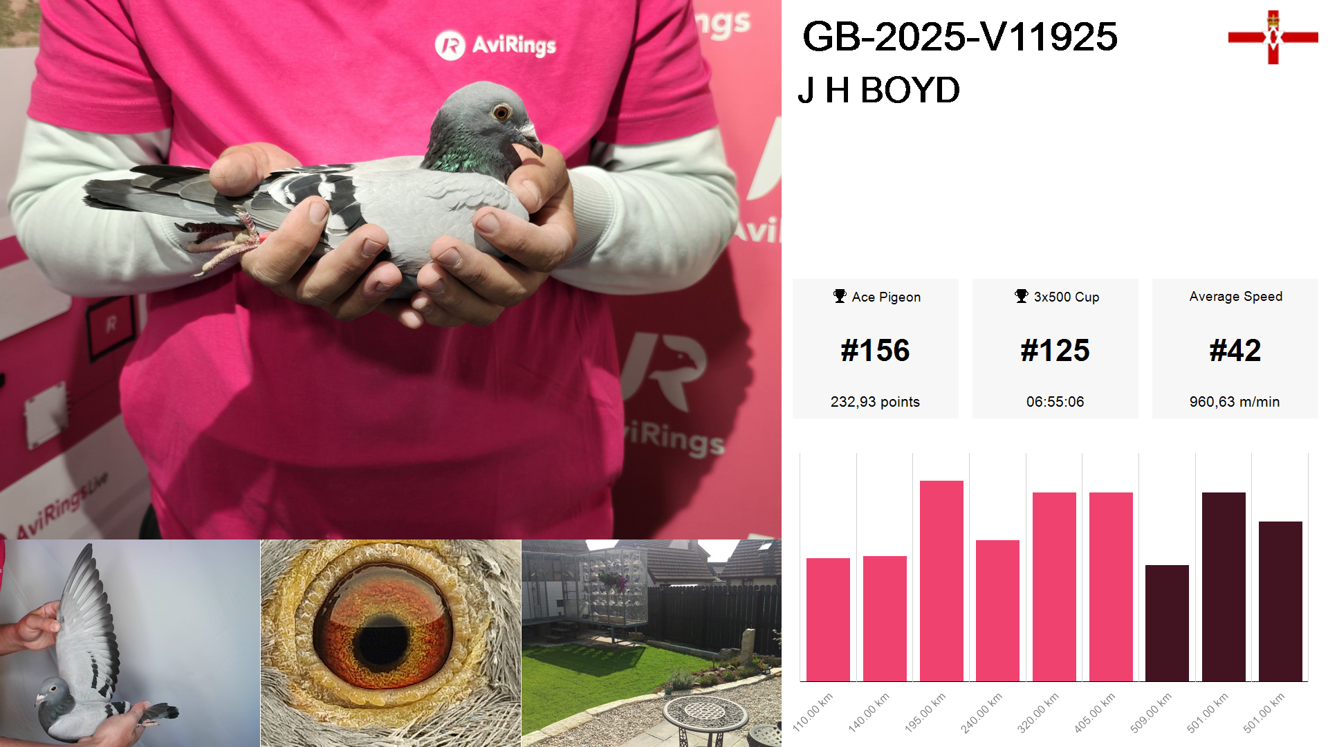 Pigeon summary image