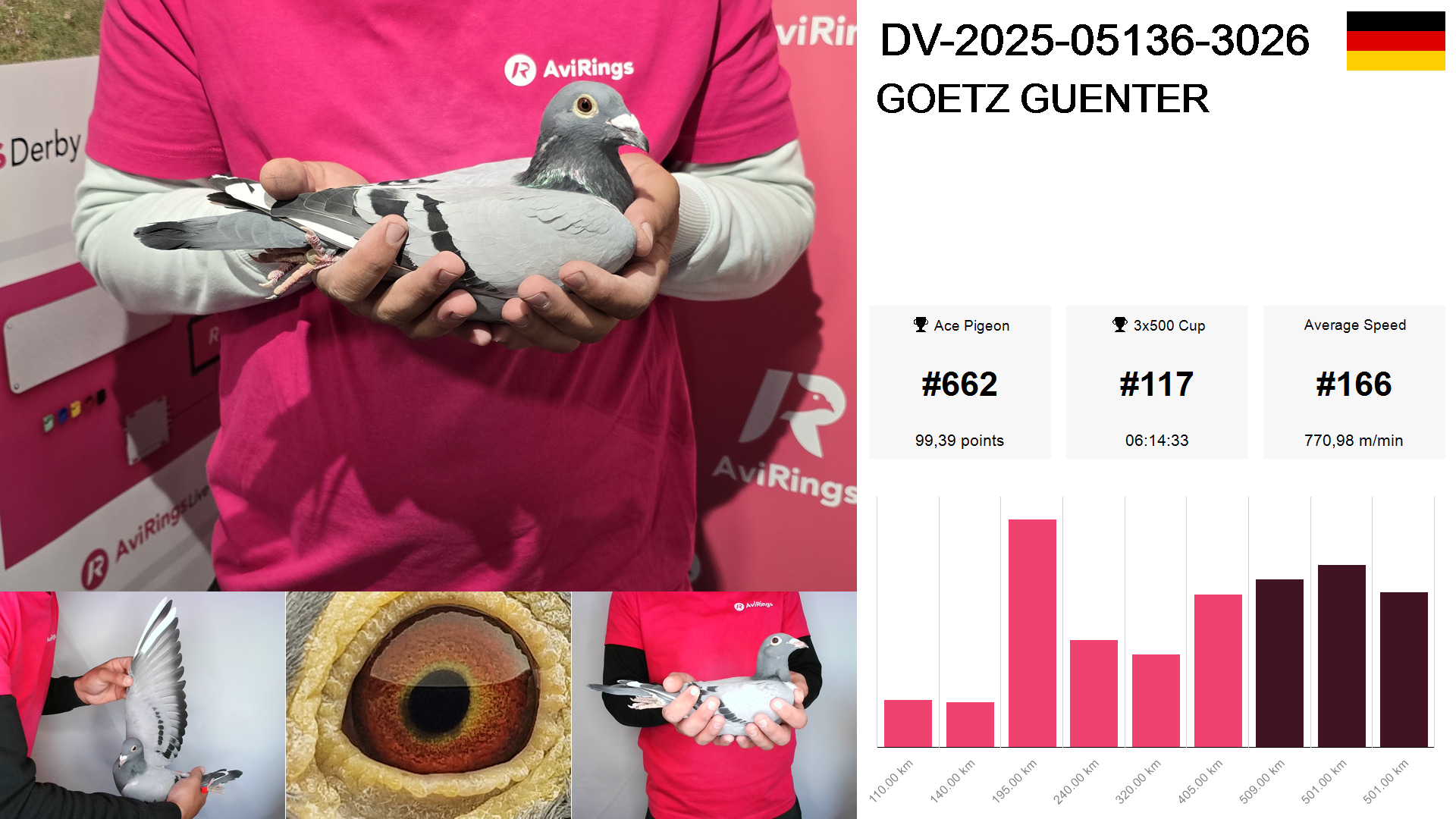 Pigeon summary image