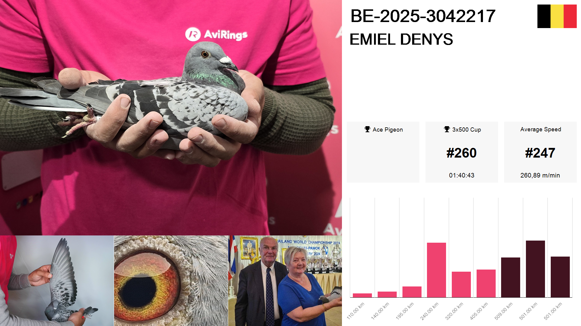 Pigeon summary image