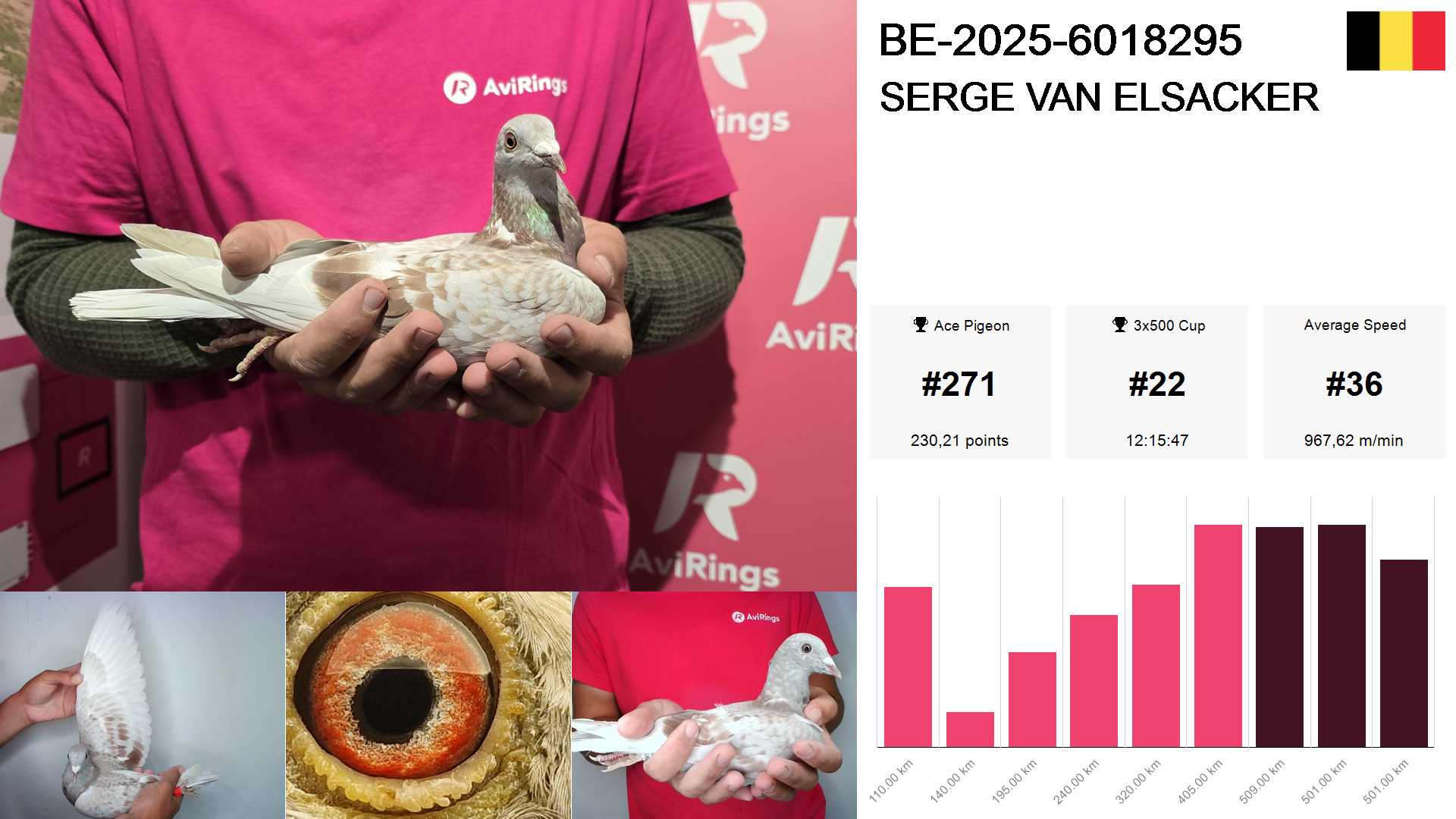 Pigeon summary image