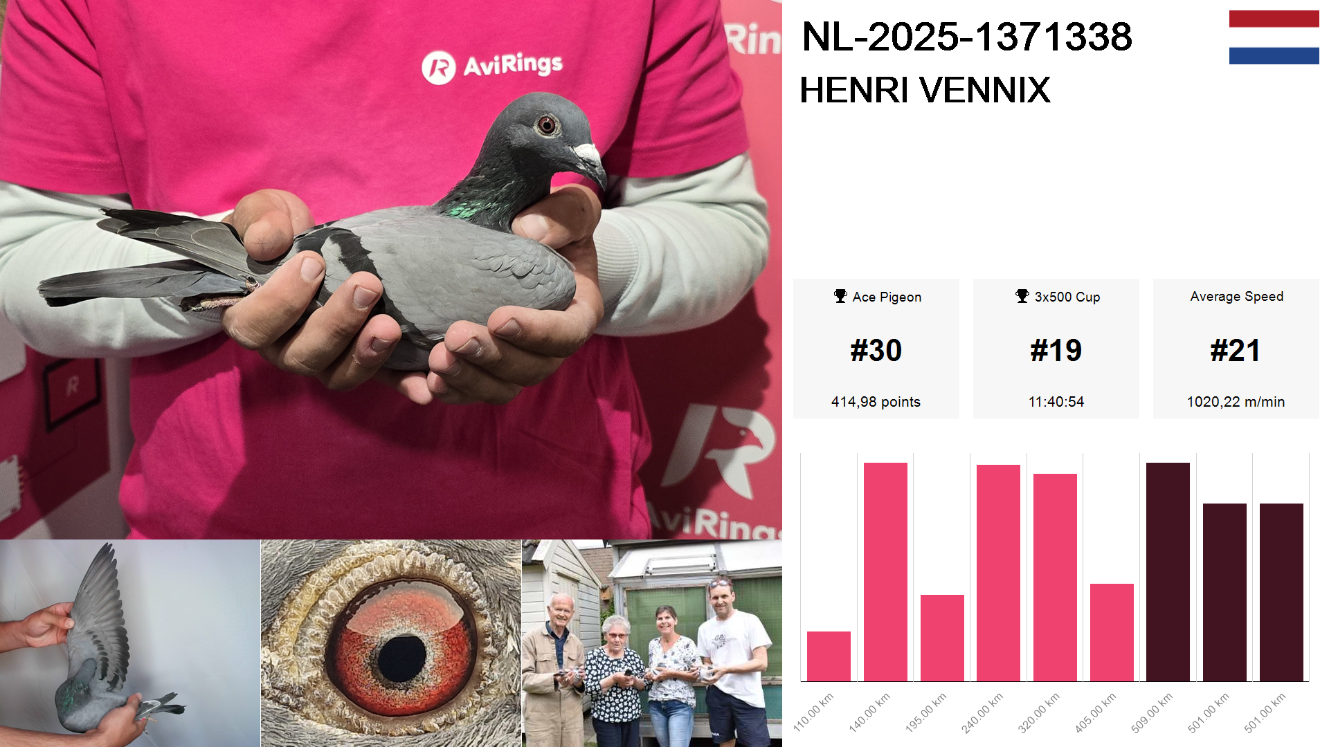 Pigeon summary image