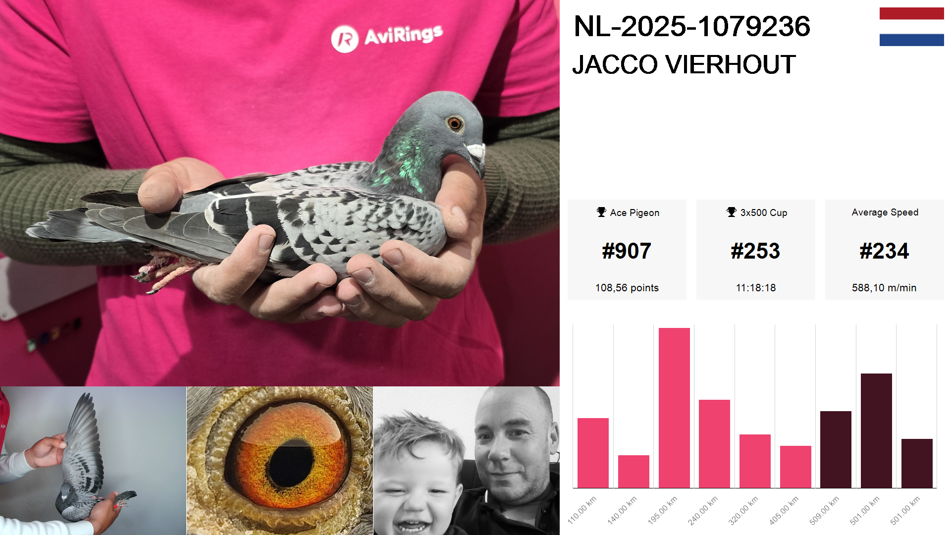 Pigeon summary image