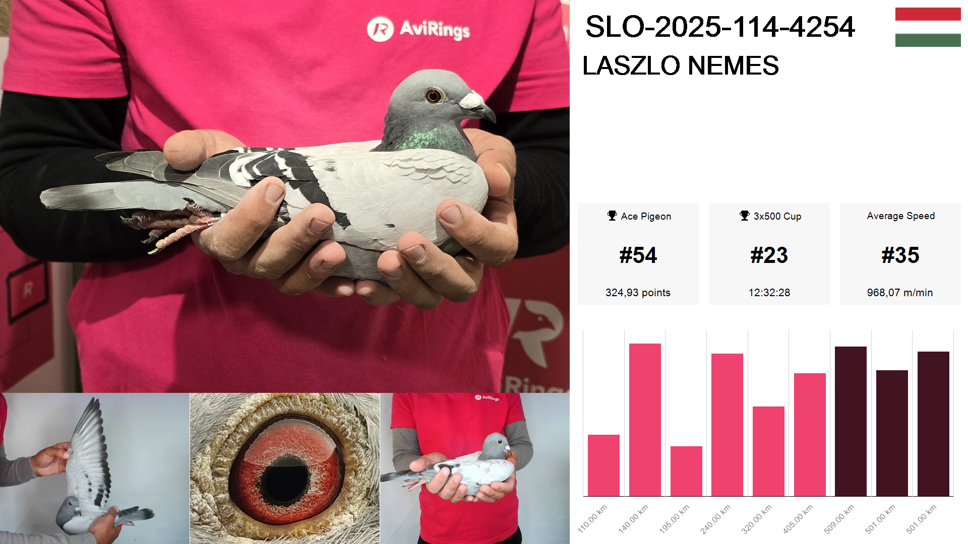 Pigeon summary image