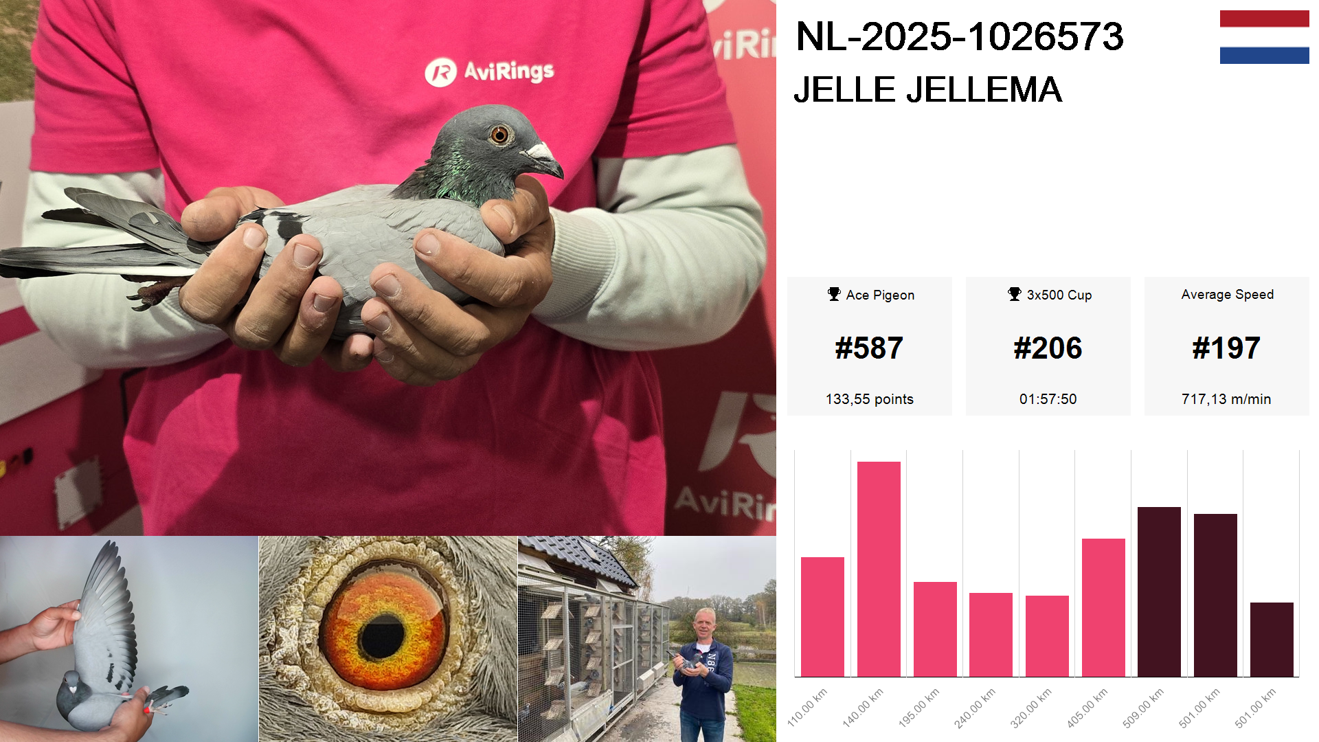 Pigeon summary image