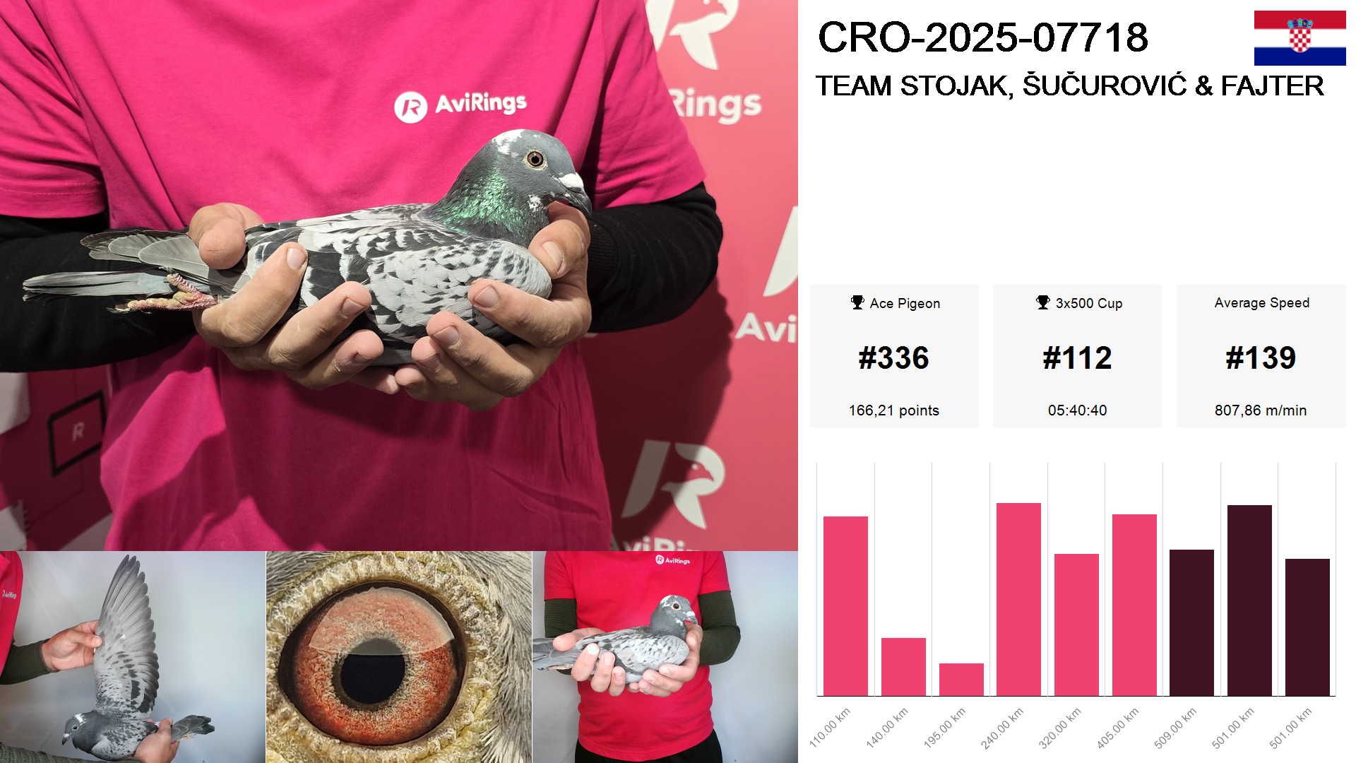 Pigeon summary image