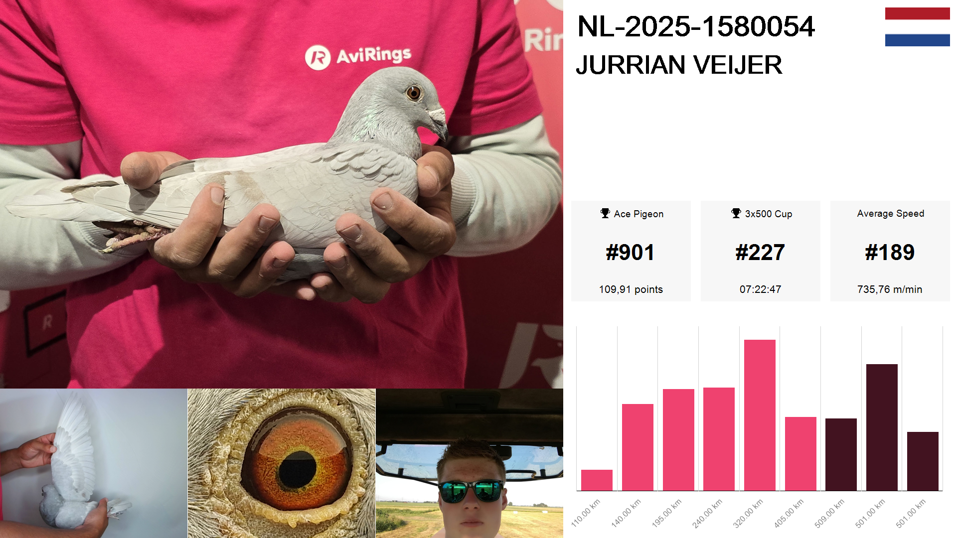 Pigeon summary image