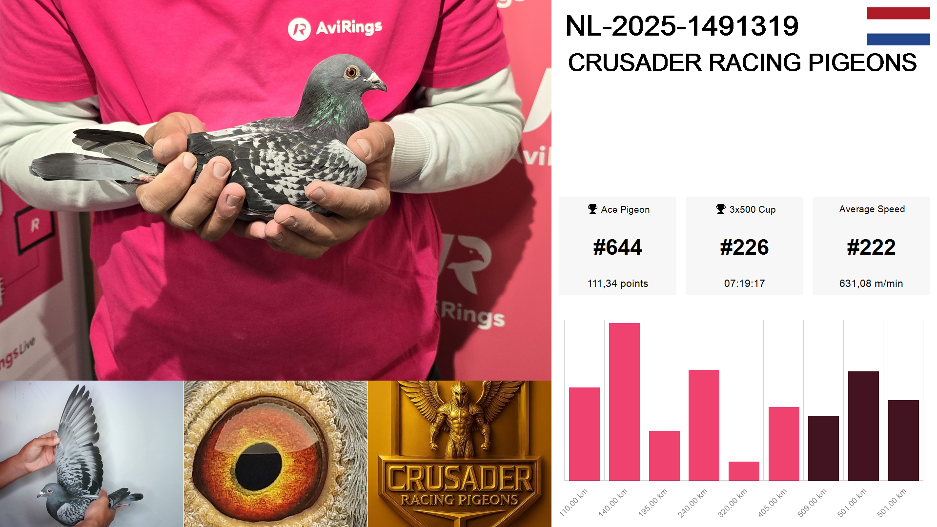 Pigeon summary image