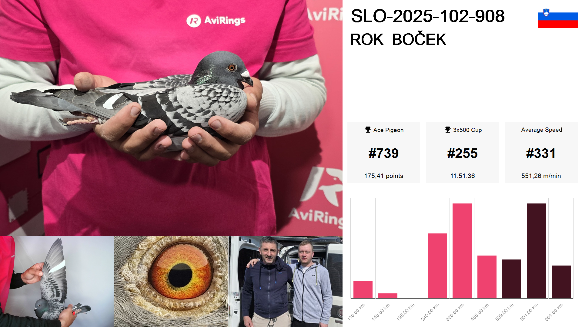 Pigeon summary image