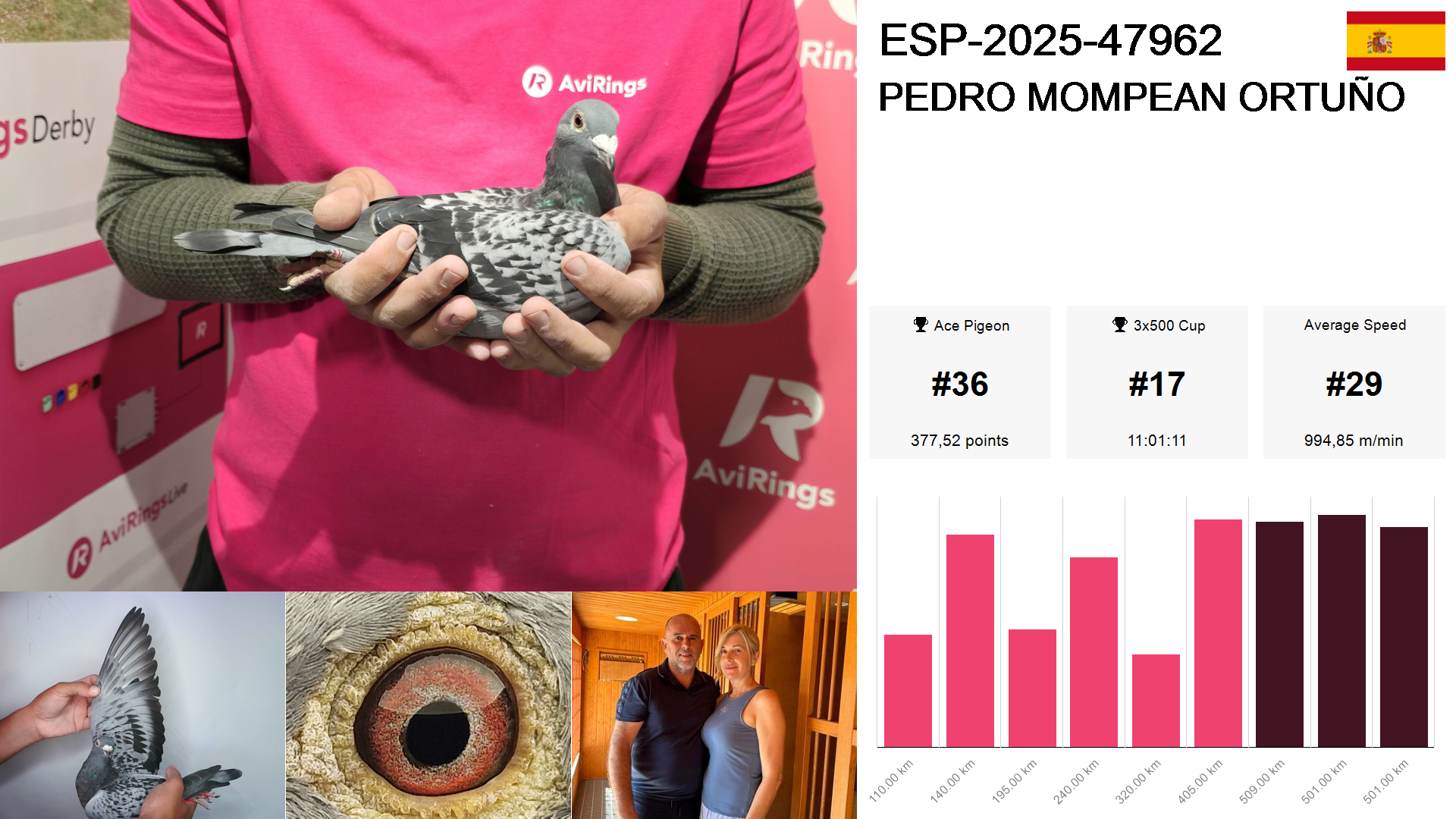 Pigeon summary image