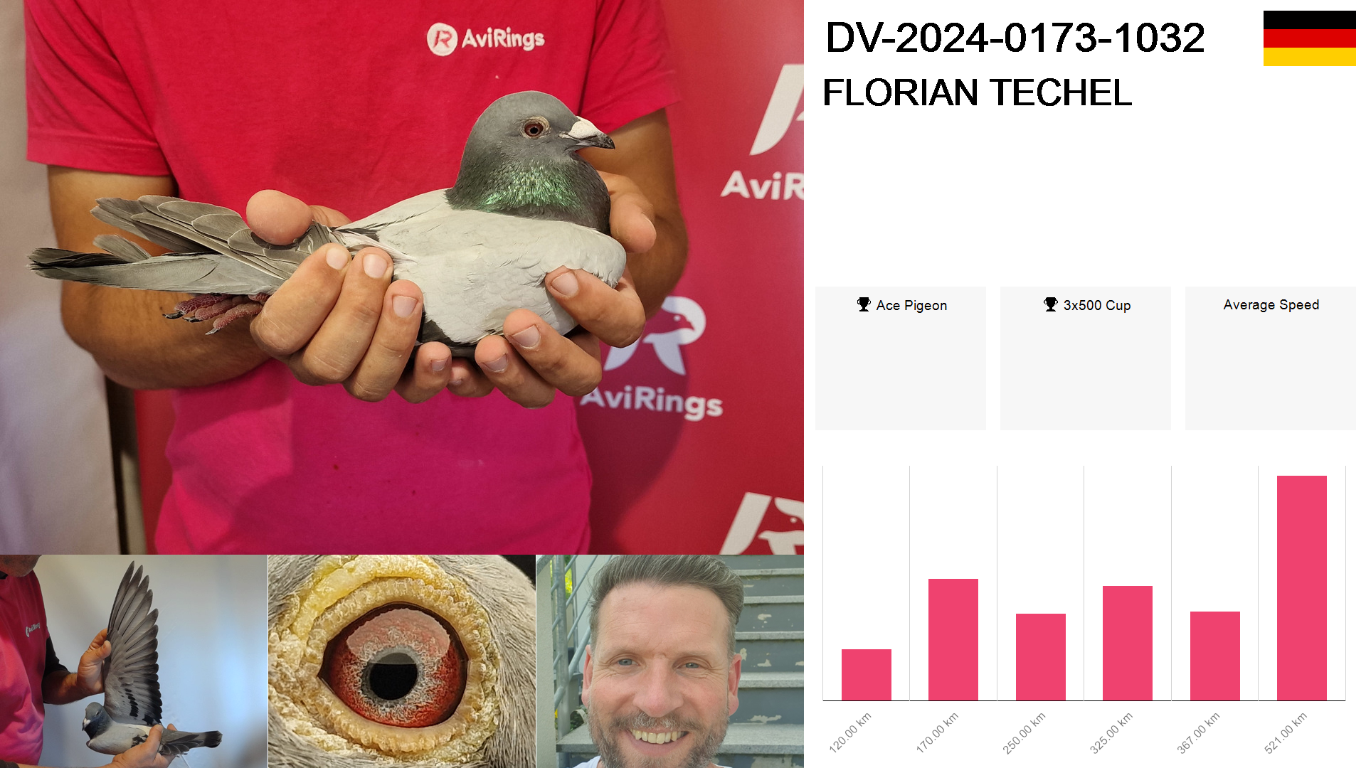 Pigeon summary image