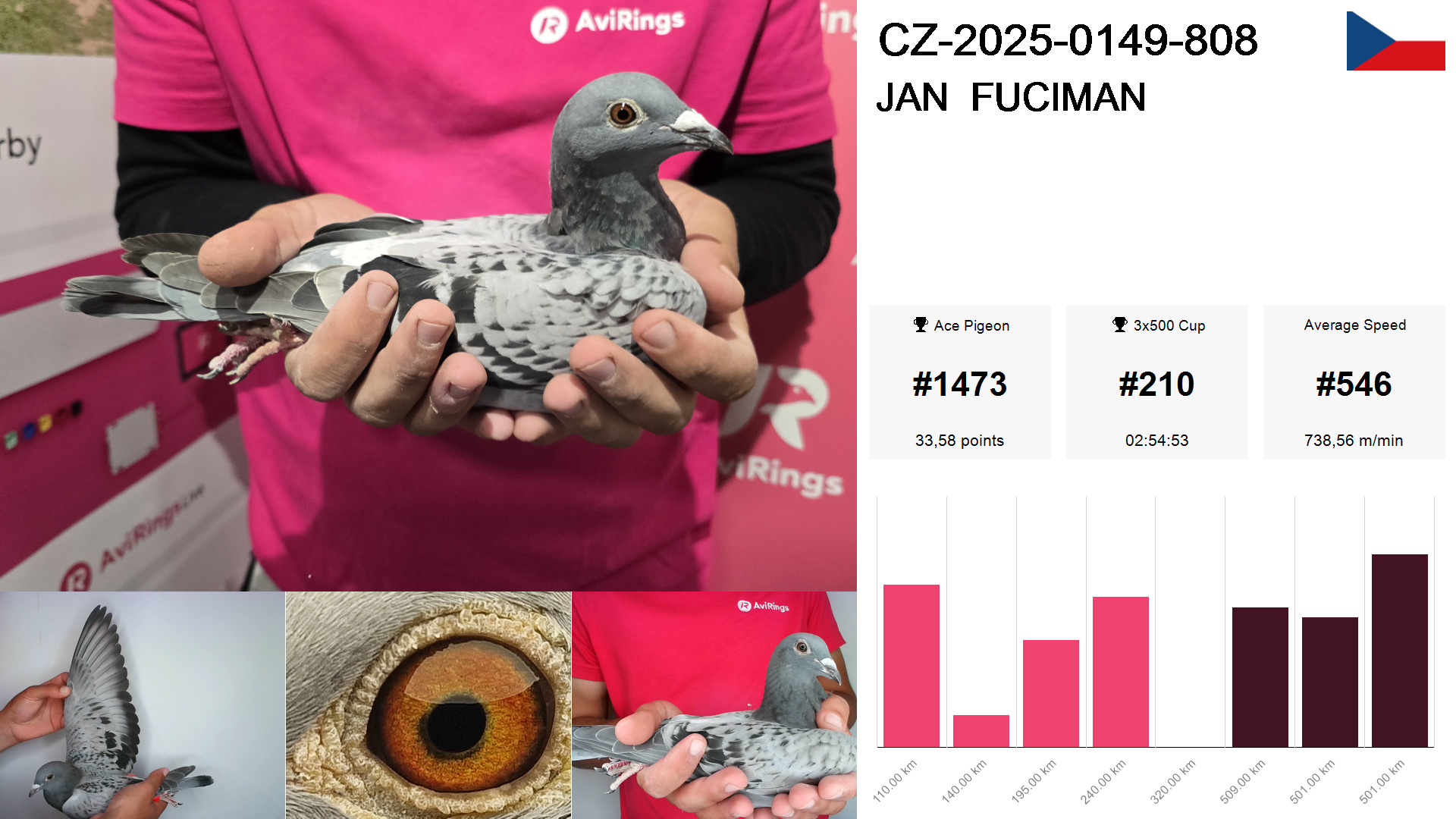 Pigeon summary image