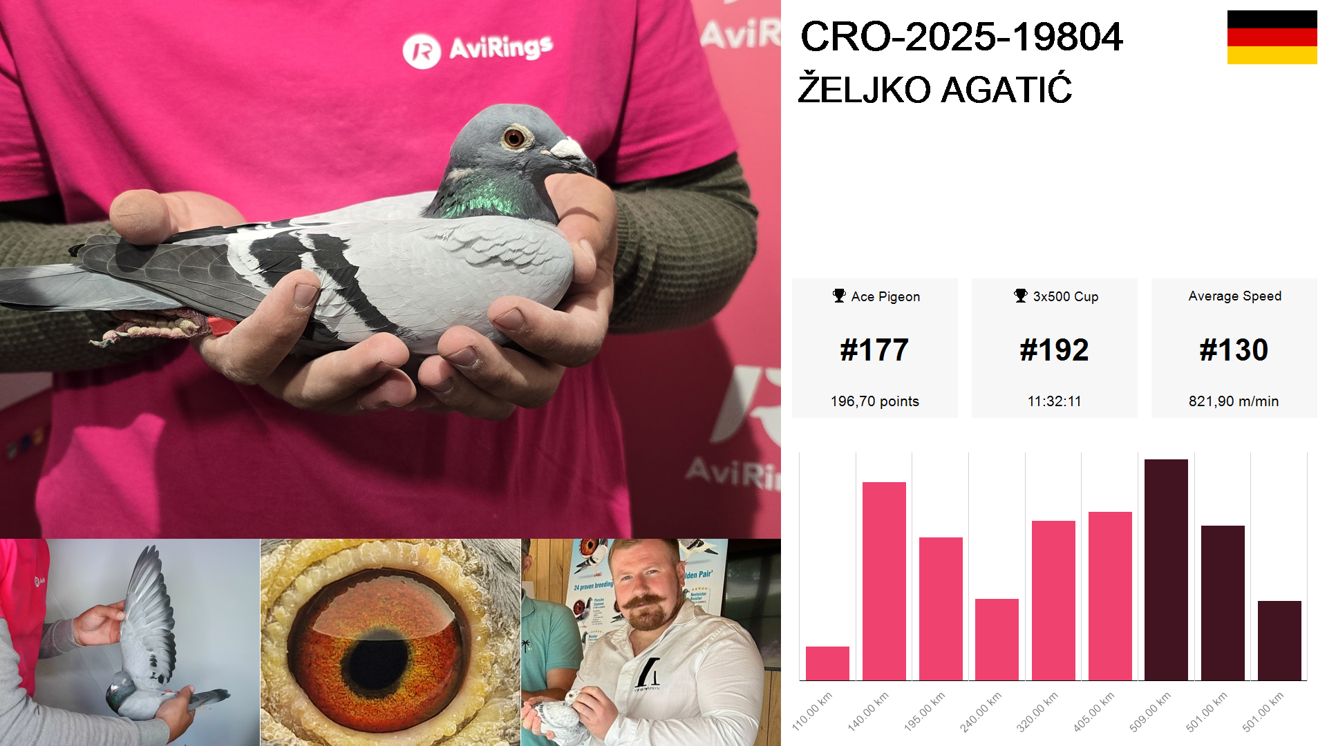 Pigeon summary image