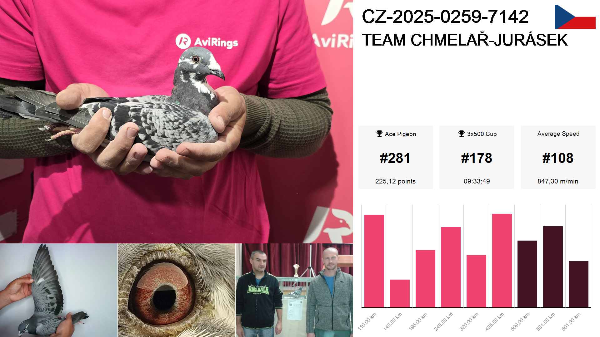 Pigeon summary image