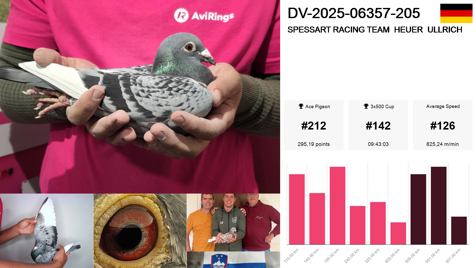 Pigeon summary image