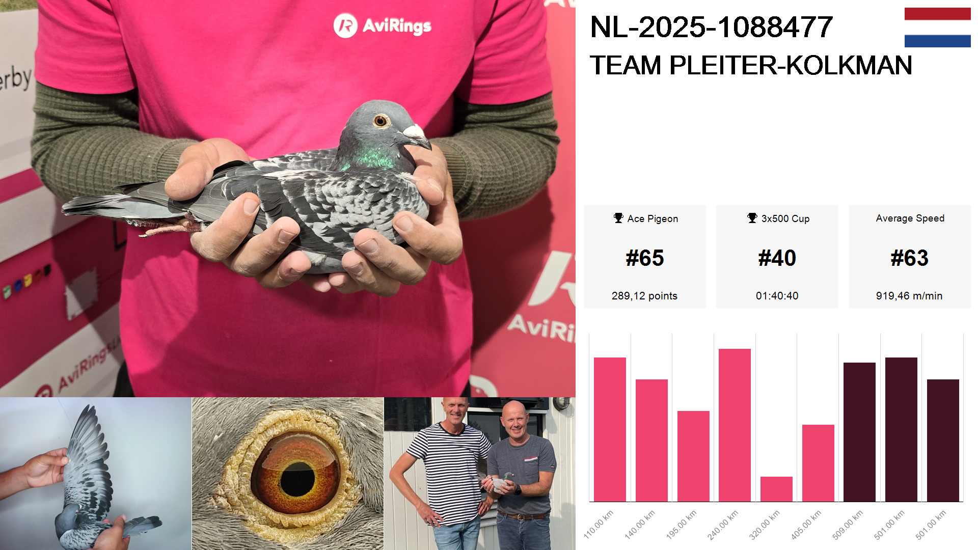 Pigeon summary image