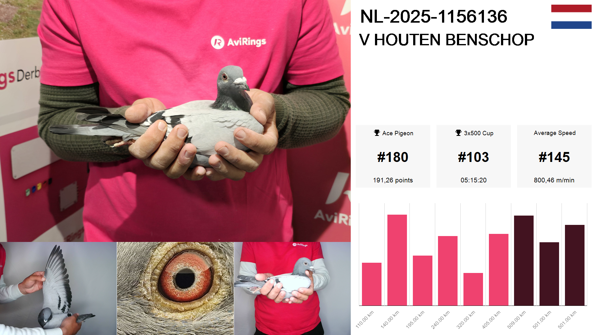 Pigeon summary image