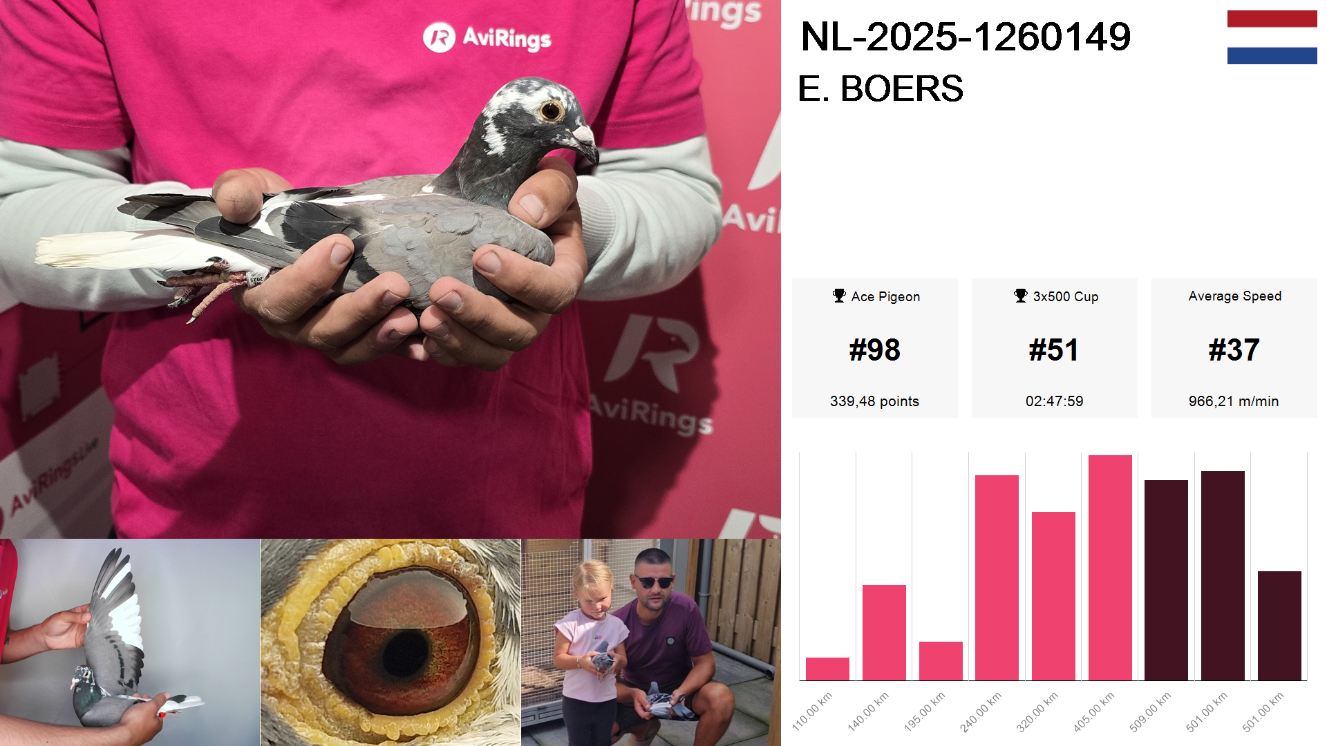 Pigeon summary image