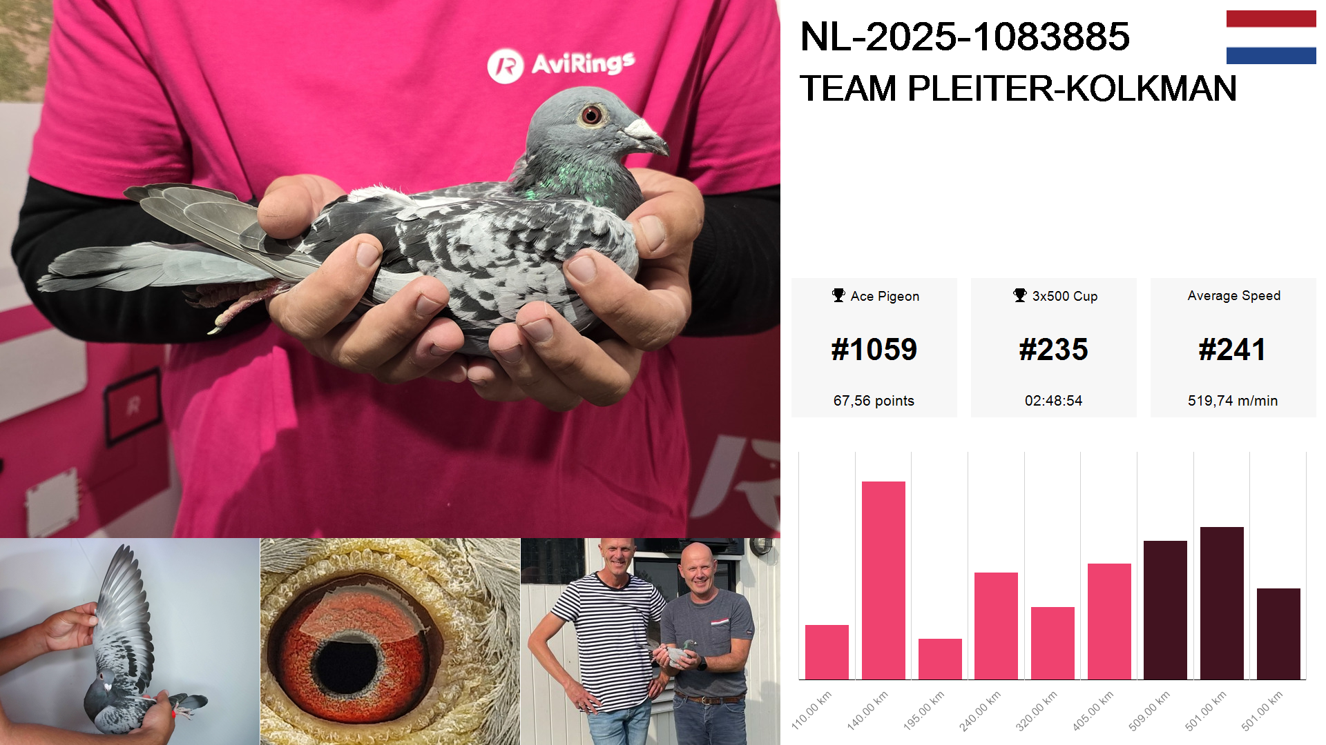 Pigeon summary image