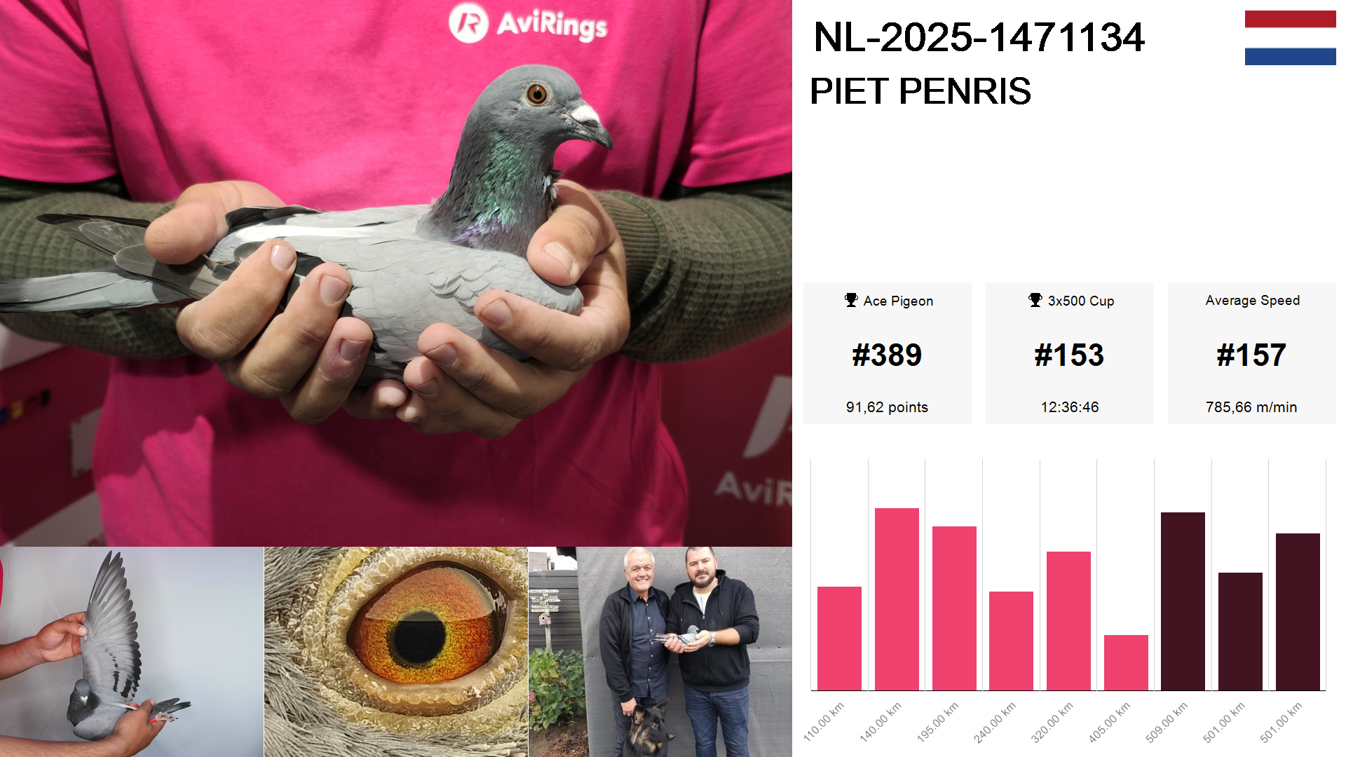 Pigeon summary image