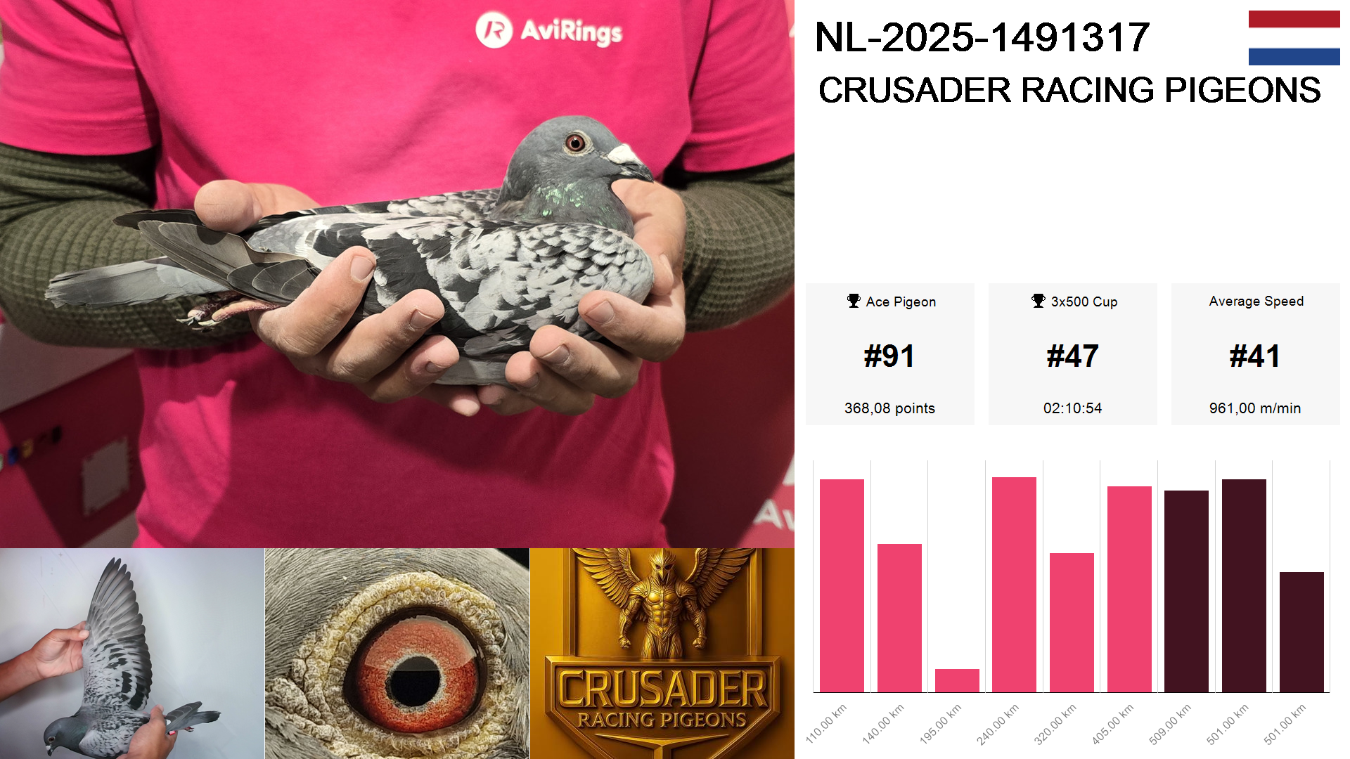 Pigeon summary image