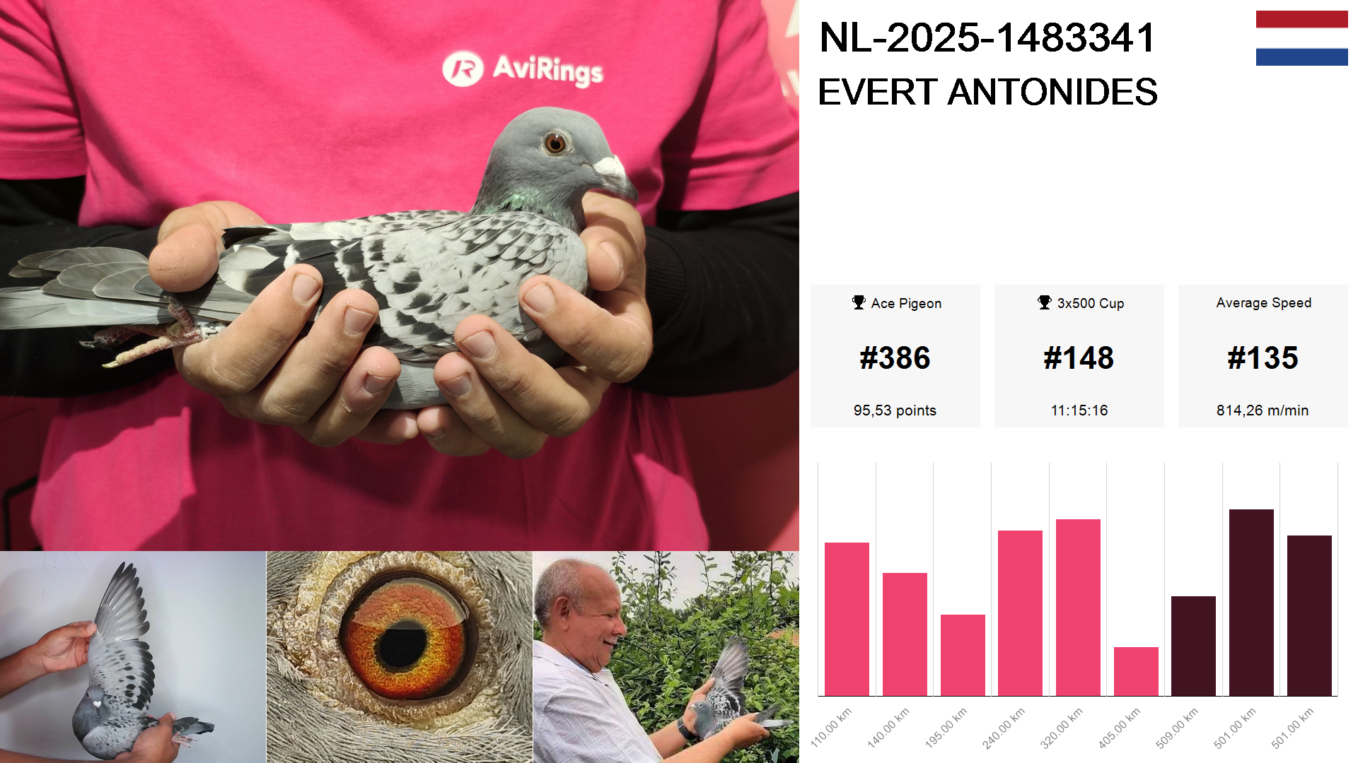 Pigeon summary image