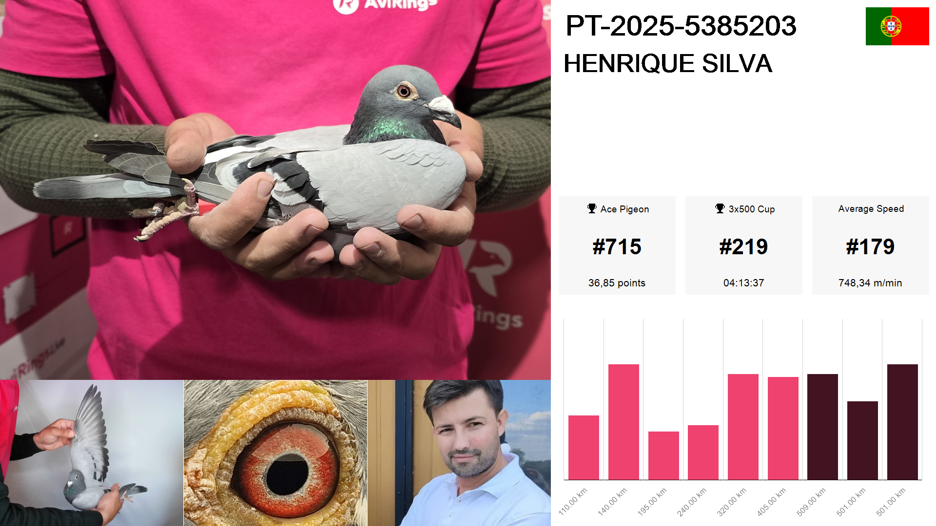 Pigeon summary image