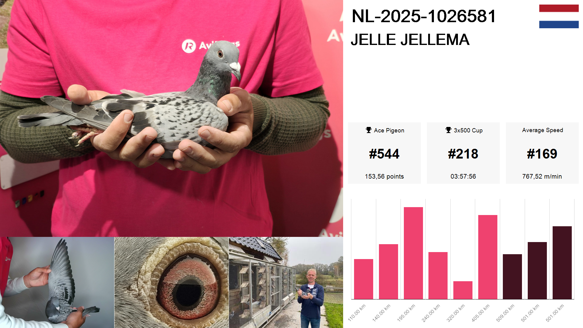 Pigeon summary image