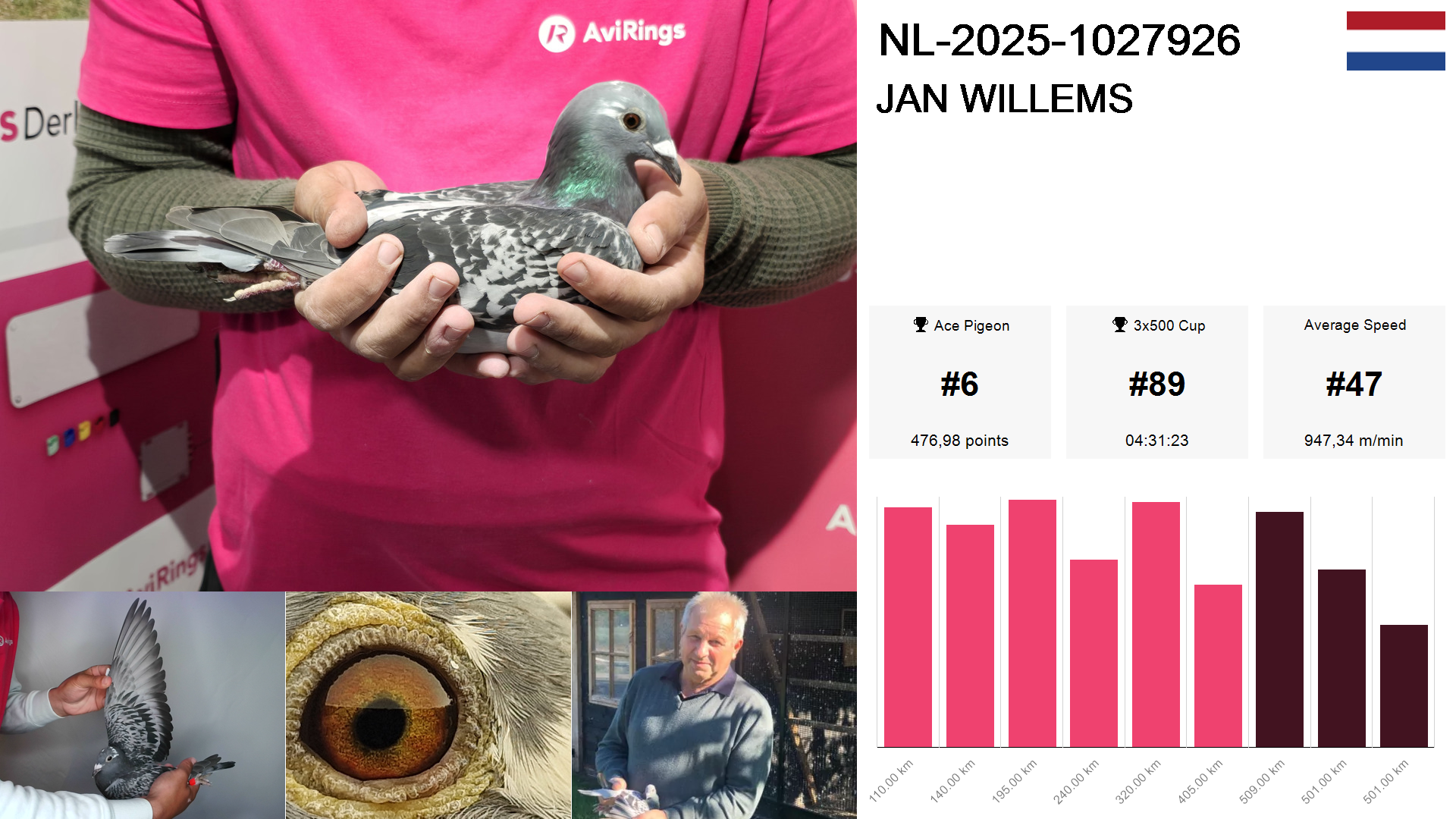 Pigeon summary image